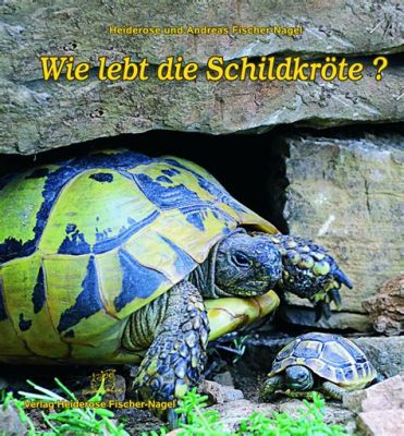  The Origin of the World: Wie eine flinke Schildkröte die Erde schuf!